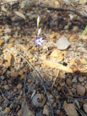 Thelymitra