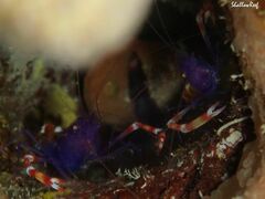 Stenopus tenuirostris