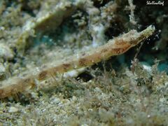 Halicampus edmondsoni