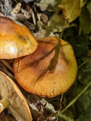 Tricholoma aurantium