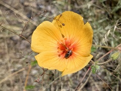 Macrotera