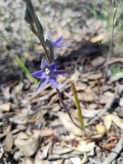 Thelymitra
