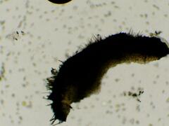 Xylaria apiculata
