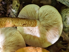 Tricholoma aurantium