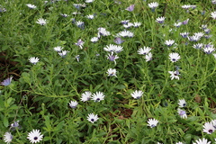 Dimorphotheca ecklonis