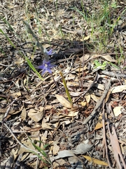 Thelymitra