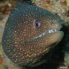 Gymnothorax meleagris