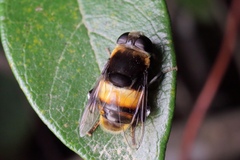Phytomia