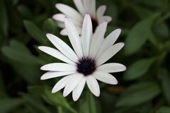 Dimorphotheca ecklonis