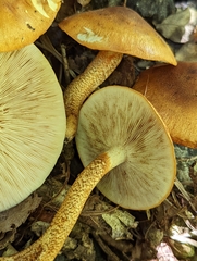 Tricholoma aurantium