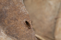 Blattella