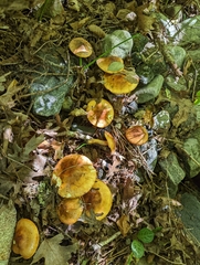Tricholoma aurantium