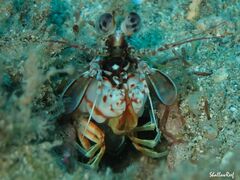 Odontodactylus brevirostris