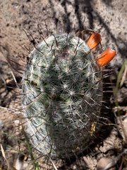 Mammillaria grahamii