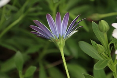 Dimorphotheca ecklonis