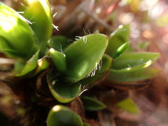 Dichanthelium isachnoides