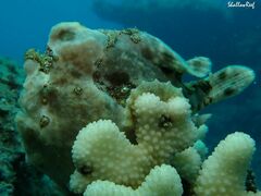 Antennarius commerson