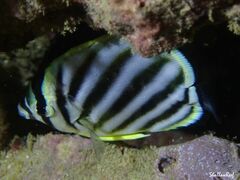 Chaetodon ornatissimus