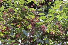Viburnum erubescens