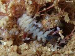 Amblyosyllis
