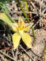 Caladenia flava