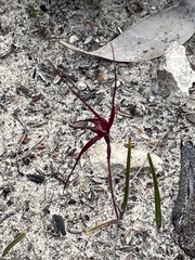 Caladenia sanguinea