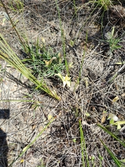 Caladenia flava