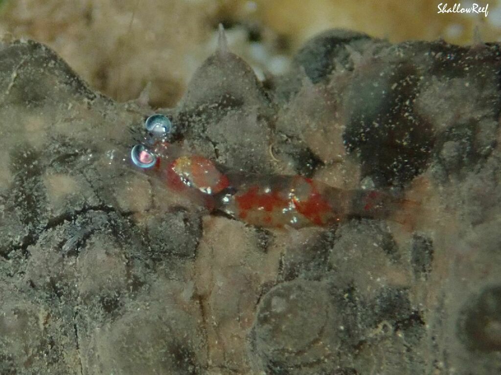 Processa hawaiensis