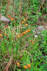 Crocosmia × crocosmiiflora