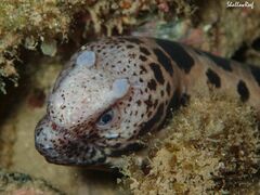 Uropterygius polyspilus