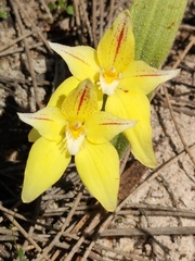 Caladenia flava