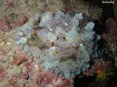 Dendrodoris tuberculosa