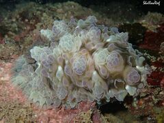 Dendrodoris tuberculosa