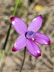 Elythranthera brunonis