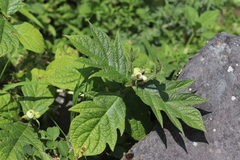 Triosteum pinnatifidum