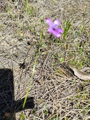 Elythranthera brunonis