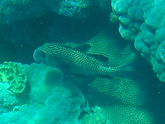 Plectorhinchus chaetodonoides