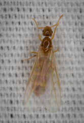 Brachymyrmex depilis