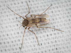 Chironomoidea