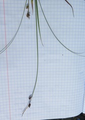 Carex globularis