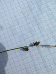 Carex globularis