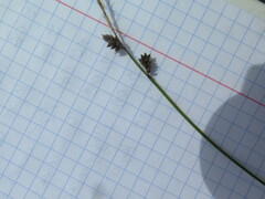 Carex globularis