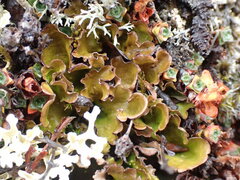 Arctocetraria andrejevii