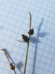 Carex globularis