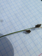 Carex globularis
