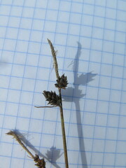 Carex globularis