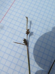 Carex globularis