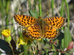 Boloria chariclea