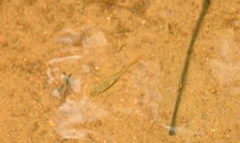 Rasbora