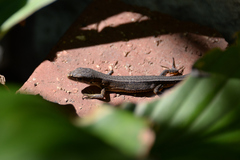 Takydromus tachydromoides